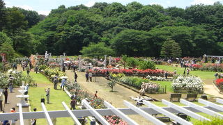 生田緑地ばら苑