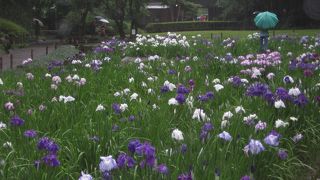 明月院の花菖蒲