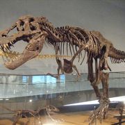 念願の恐竜博物館