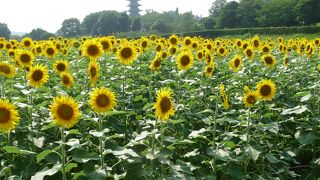 ひまわりの花が見頃に