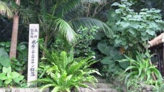 米原のヤエヤマヤシ群落