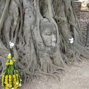 神秘的な仏頭で有名です。「ワット・プラ・マハタート」 in タイ。