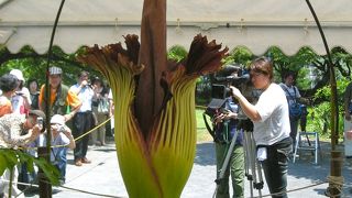 ショクダイオオコンニャクの咲く植物園
