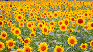 ひまわりが見事です