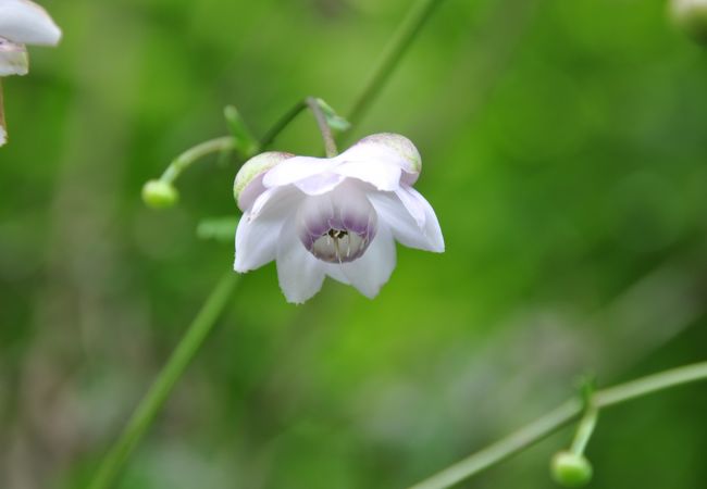 軽井沢町植物園