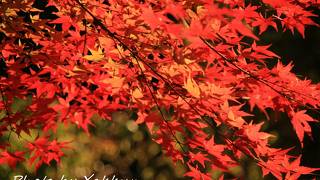 紅葉狩り＆渓谷の散策にオススメ！！