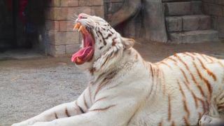 大迫力のホワイトタイガー