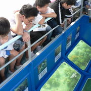 西貢：香港でも海中の珊瑚と熱帯魚が見られます～海下湾海岸公園