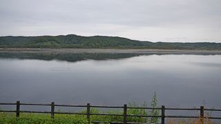 鳥がたくさんいる