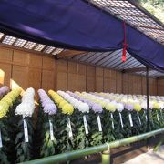 新宿御苑の菊花壇展　　大菊厚物の１本作りの花壇