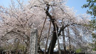 石戸宿の蒲桜