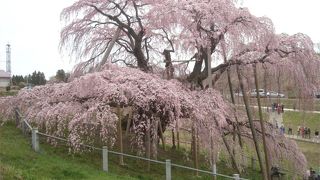 一度は観たい枝垂れ桜
