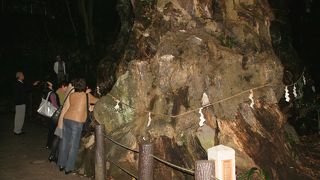 熱海　来宮神社　2000年の大楠木