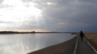 オジロワシがいっぱい♪