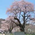 御母衣ダム湖の青に映える美しき老・荘川桜！