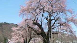 御母衣ダム湖の青に映える美しき老・荘川桜！