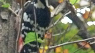 石窟庵への参道は自然が豊か