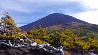 富士山を望む紅葉ビューポイント奥庭自然公園