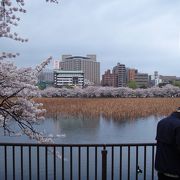 桜の季節に行く不忍池