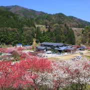 ■赤・白・ピンクの三色に咲き分ける花桃が満開。「はなももの里」月川温泉の絶景。