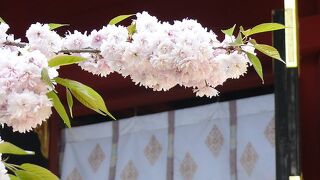 宮城の桜の名所？