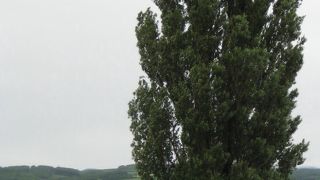 美瑛の丘のビューポイント！