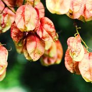 草木染めを知りたい方必見の植物園！