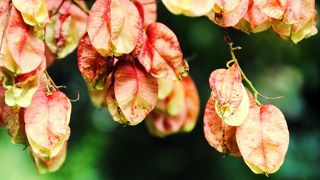 草木染めを知りたい方必見の植物園！