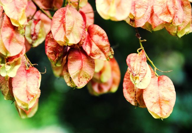 草木染めを知りたい方必見の植物園！