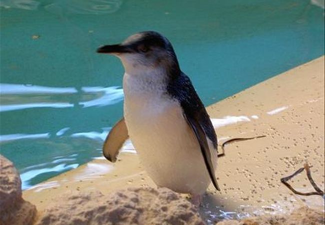 ペンギンアイランド クチコミ アクセス 営業時間 パース フォートラベル