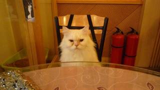 猫カフェ「猫花園」