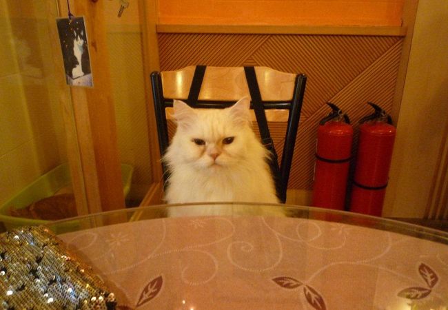 猫花園 マオホアユエン クチコミ アクセス 営業時間 台北 フォートラベル