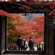 丹波の紅葉の名所・円通寺　境内を覆い尽くすもみじが見事です