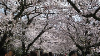 秋月の桜並木！