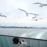 カモメと一緒に船の旅