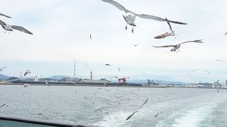 カモメと一緒に船の旅