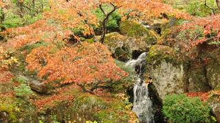 紅葉が大変綺麗です