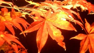 ライトアップをやってます