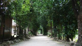 心安らぐフクギ並木散策で時を忘れてのんびりと・・・