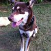 美味しい食事とかわいい犬とすてきなお母さん