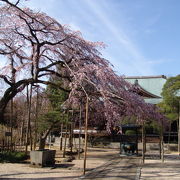 530年の歴史を持つ浄土宗の名刹です。春のしだれ桜、１１月下旬の紅葉が綺麗です。