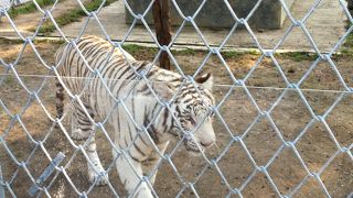 タダ、ナイト・サファリ