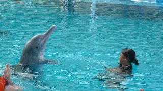 水族館でイルカとスイミング～アンダーウォーターワールド