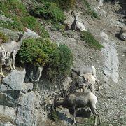 イエローヘッドハイウェイ１６号沿いのジャスパー国立公園は、野生動物が見られる確率が高いと思います。