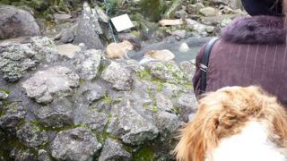 愛犬と一緒に入場できる伊豆シャボテン公園