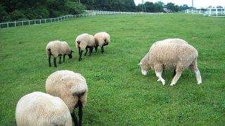 無料で清里らしさを感じられます。