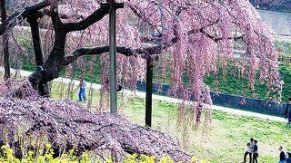日本三大桜は大混雑（でも一度は観ておいた方がいい）