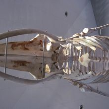 島の館にある鯨の骨