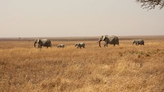 動物だけじゃない、壮大な景色も見どころです！