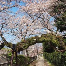 松川遊歩道